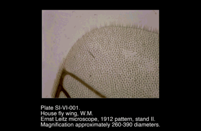 SI-VI-001.png – House fly wing, W.M.