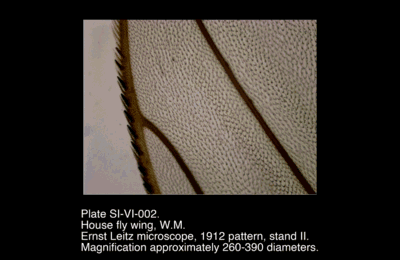 SI-VI-002.png – House fly wing, W.M.