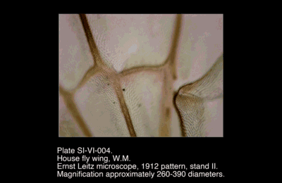 SI-VI-004.png – House fly wing, W.M.