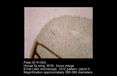 SI-VI-005.png – House fly wing, W.M., focus merge