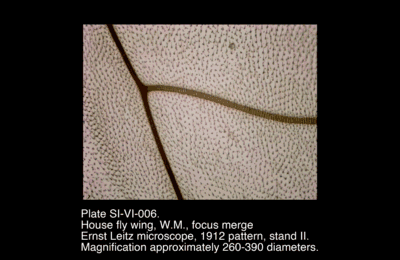 SI-VI-006.png – House fly wing, W.M., focus merge