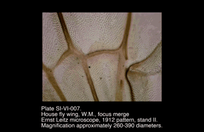 SI-VI-007.png – House fly wing, W.M., focus merge