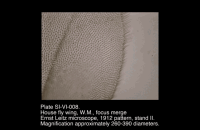 SI-VI-008.png – House fly wing, W.M., focus merge