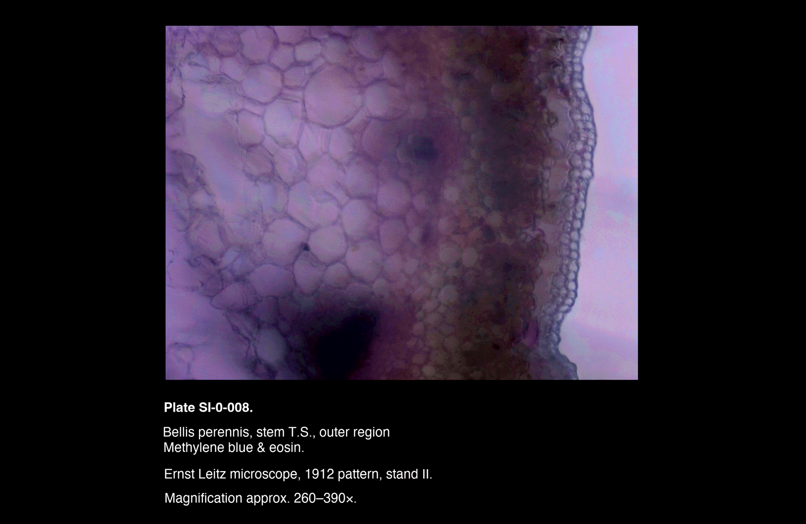 SI-0-008.png – Bellis perennis, stem T.S., outer region