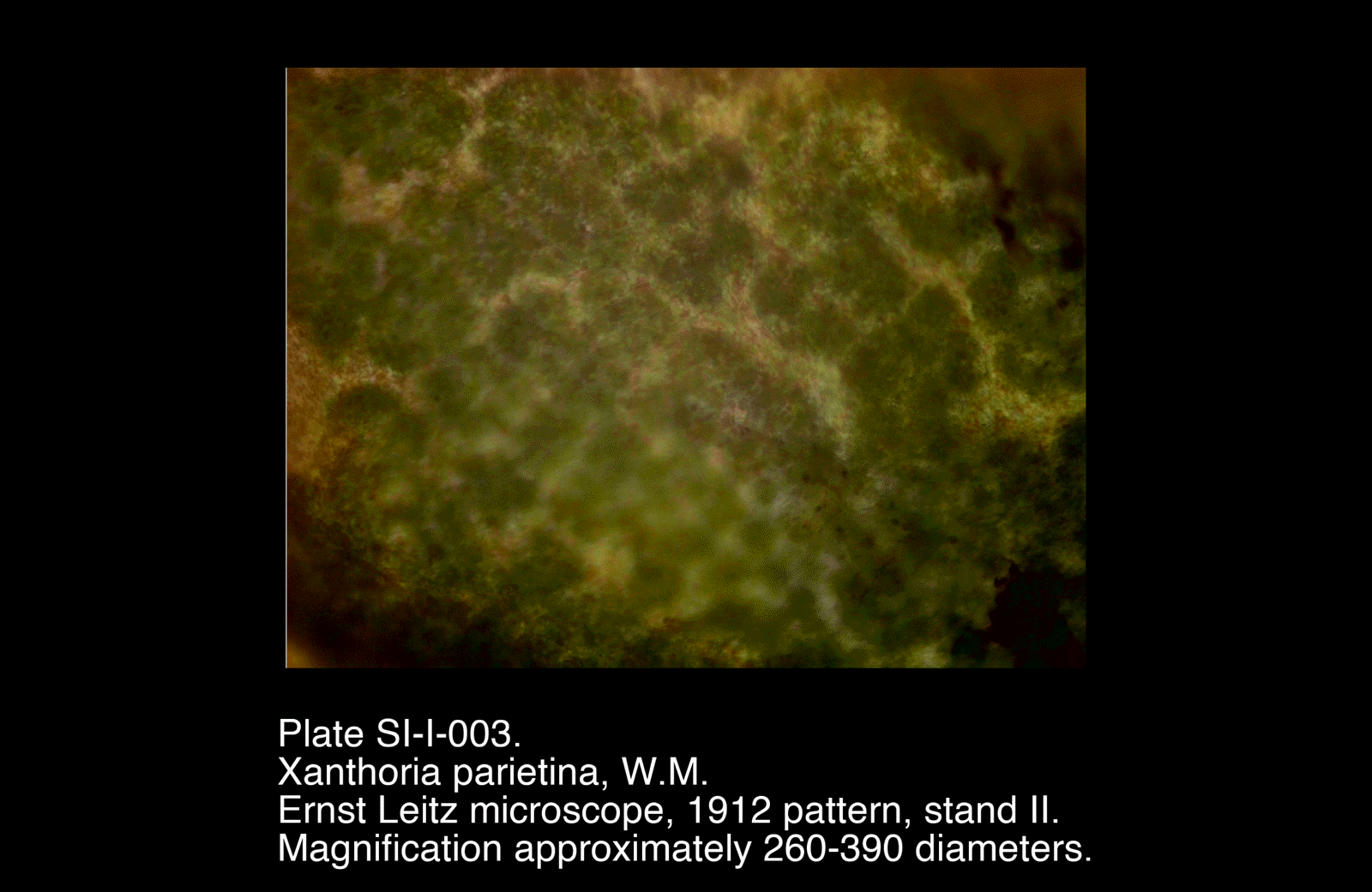 SI-I-003.png – Xanthoria parietina, W.M.