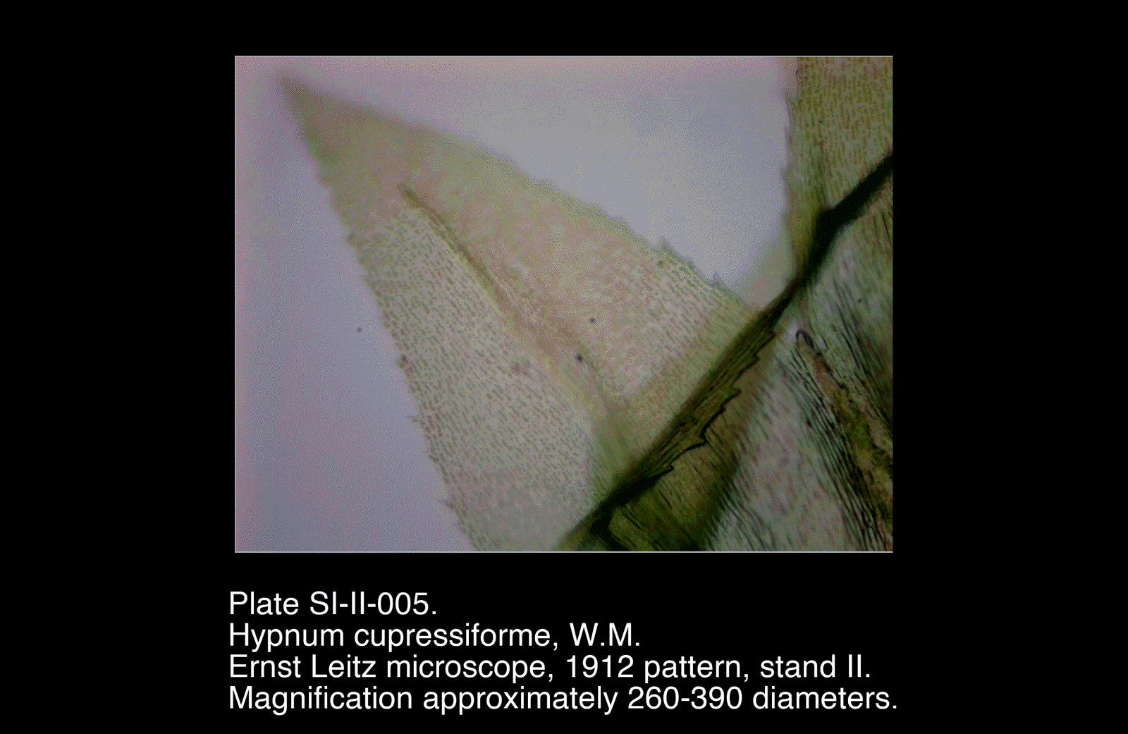 SI-II-005.png – Hypnum cupressiforme, W.M.