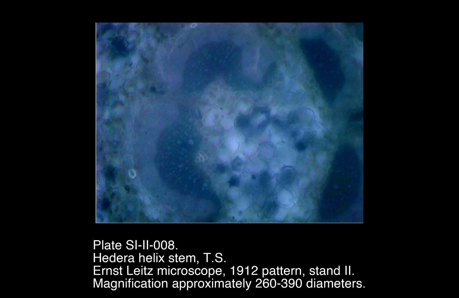 SI-II-008.png – Hedera helix stem, T.S.