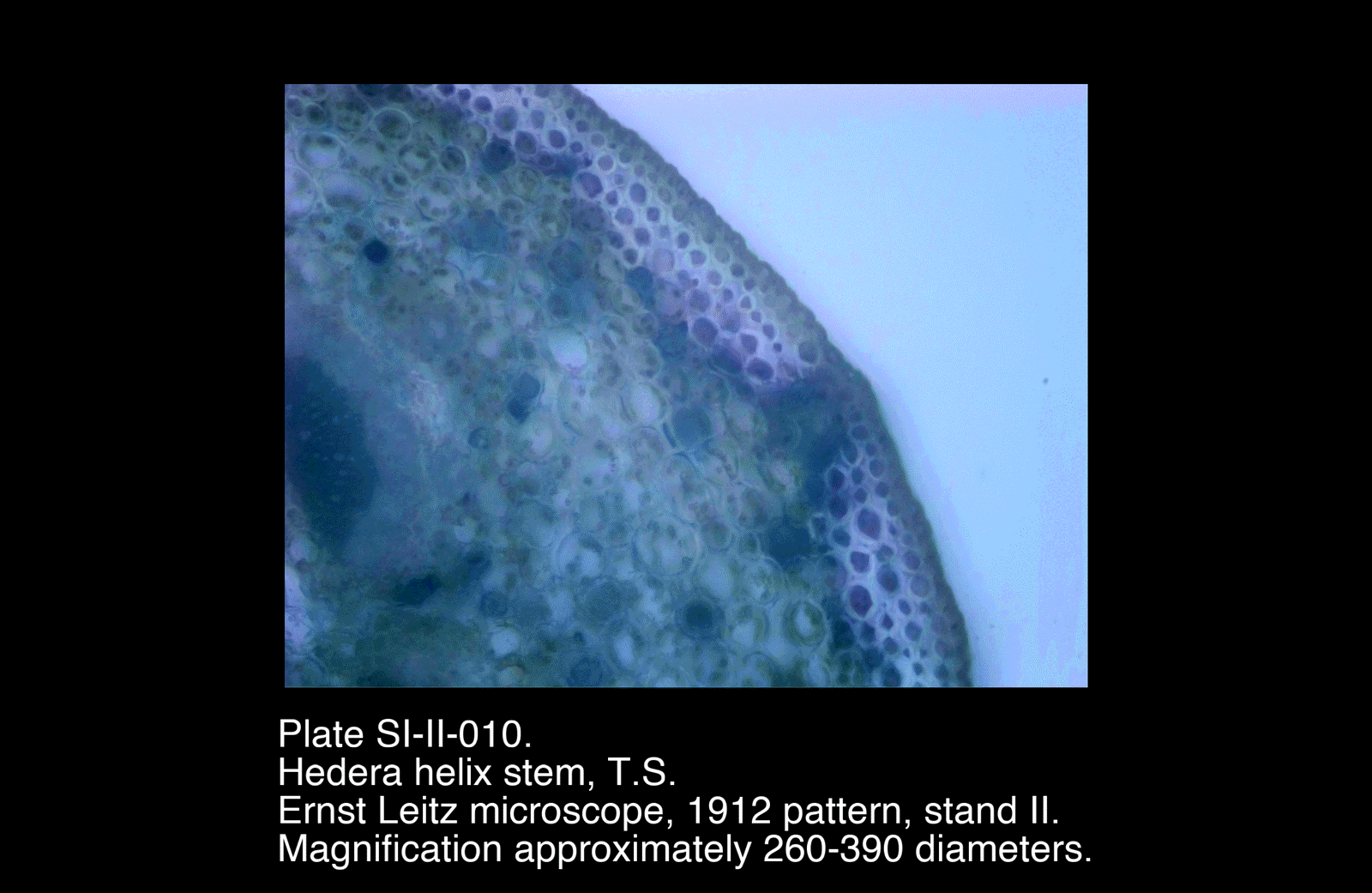 SI-II-010.png – Hedera helix stem, T.S.