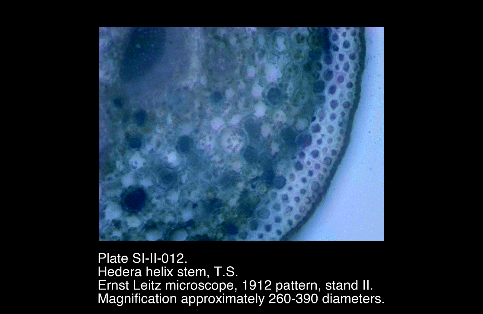 Photomicrographic plate SI-II-012.png