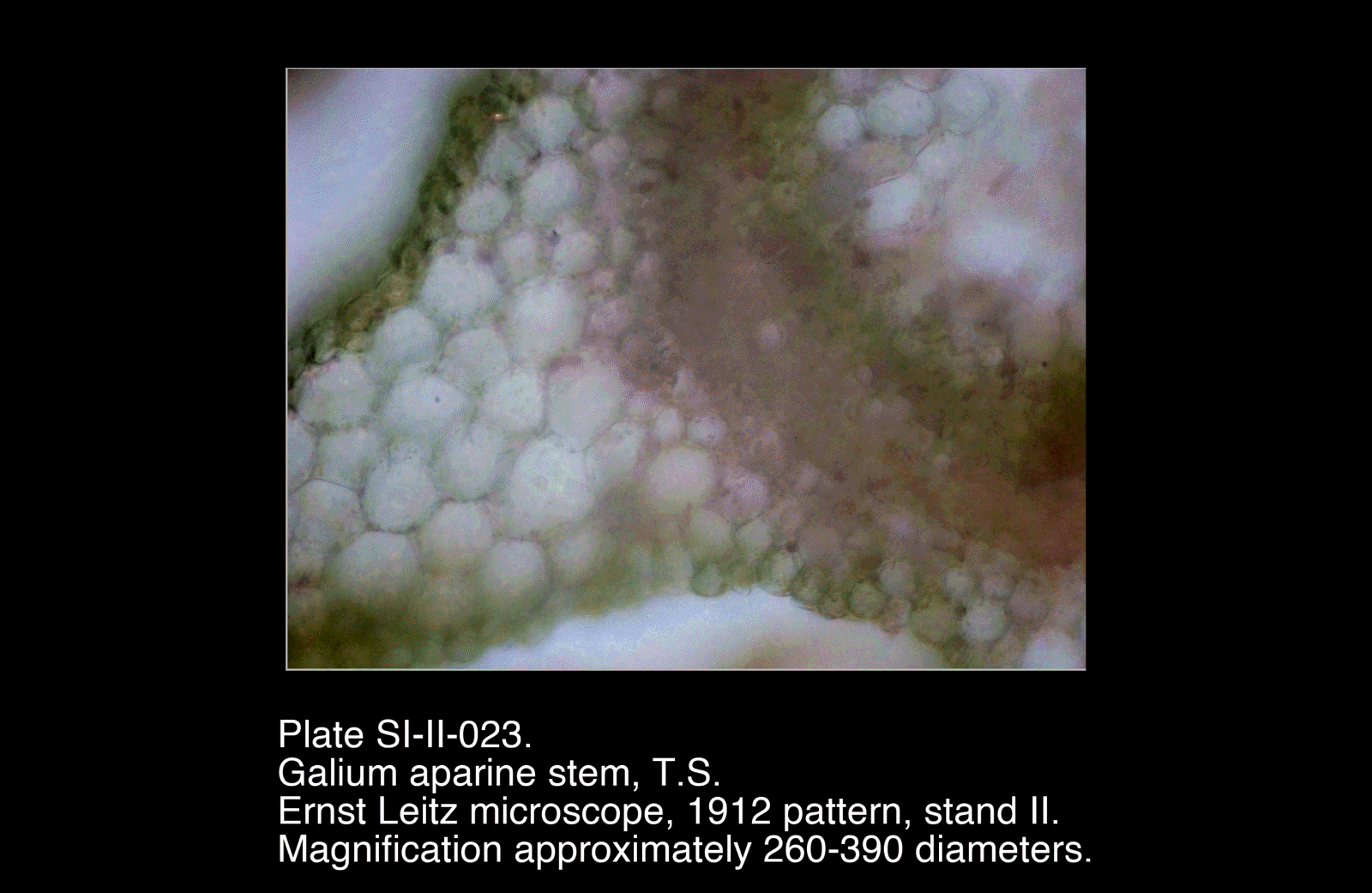 SI-II-023.png – Galium aparine stem, T.S.