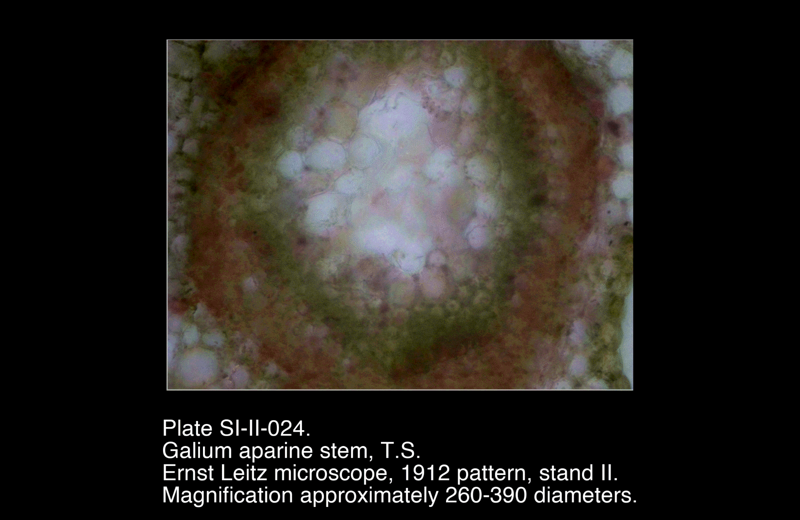 SI-II-024.png – Galium aparine stem, T.S.
