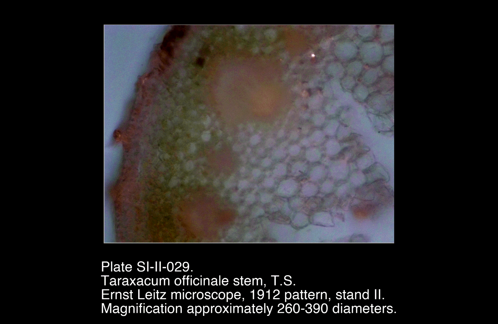 SI-II-029.png – Taraxacum officinale stem, T.S.