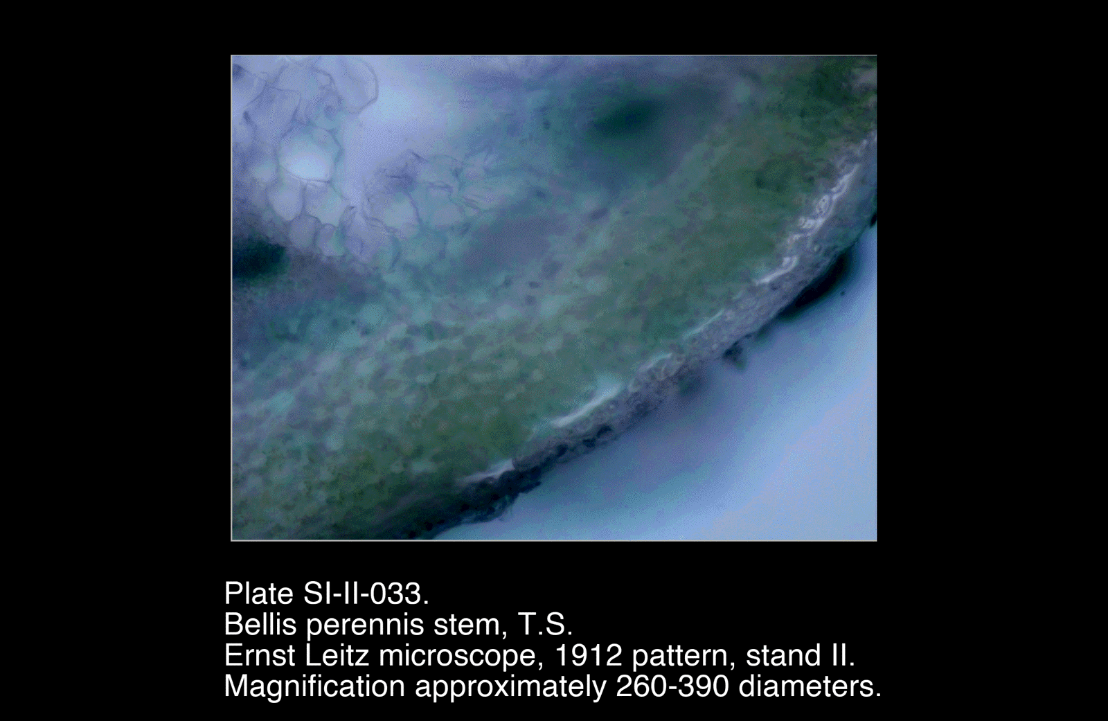 SI-II-033.png – Bellis perennis stem, T.S.
