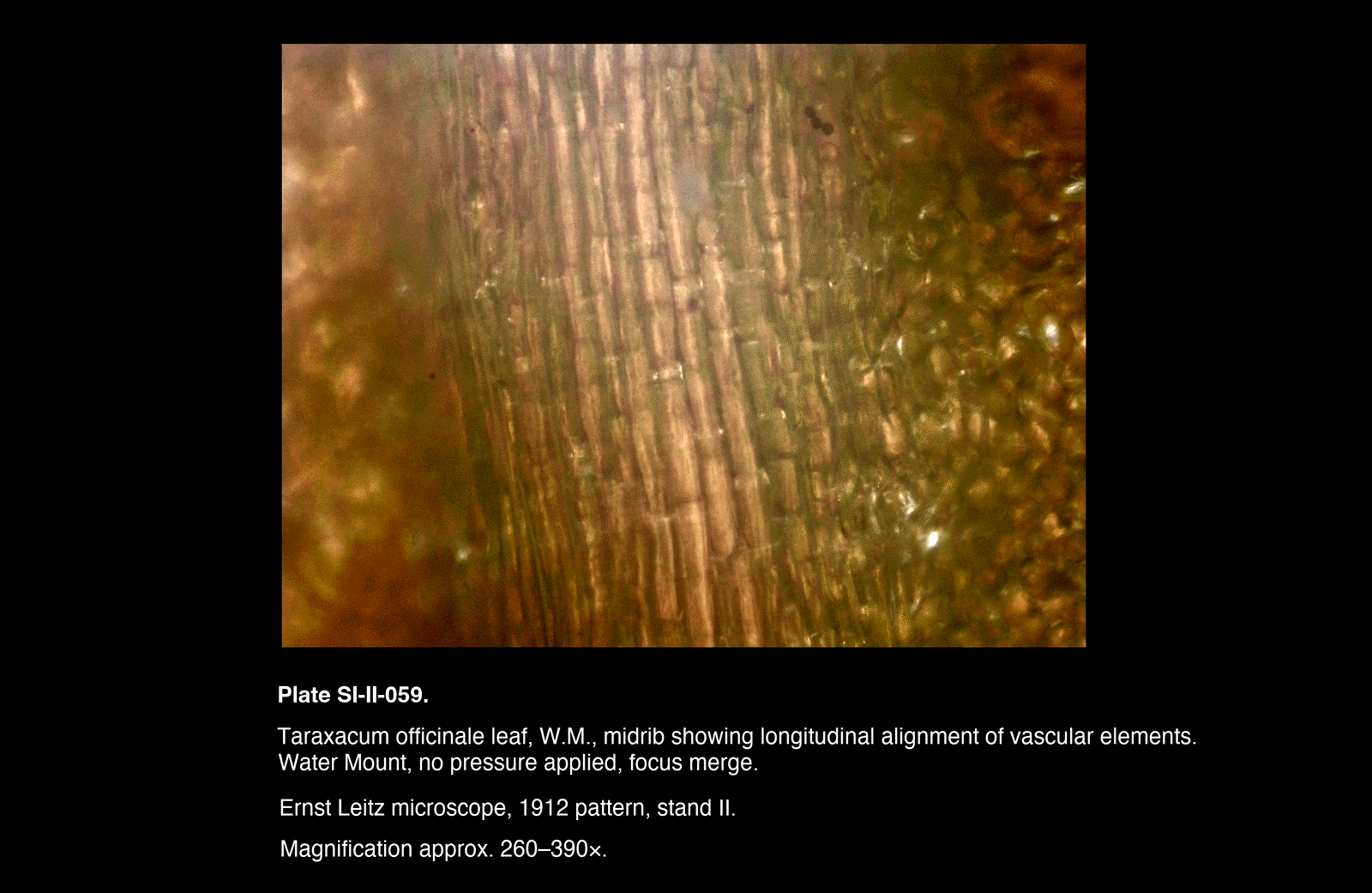 SI-II-059.png – Taraxacum officinale leaf, W.M., midrib showing longitudinal alignment of vascular elements.