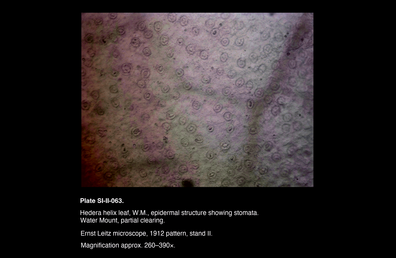 SI-II-063.png – Hedera helix leaf, W.M., epidermal structure showing stomata.