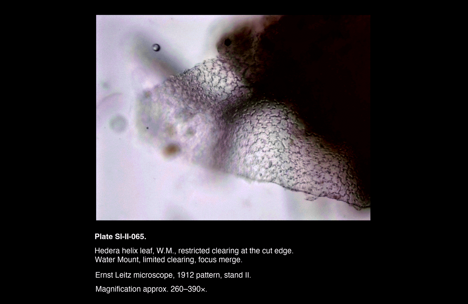 SI-II-065.png – Hedera helix leaf, W.M., restricted clearing at the cut edge