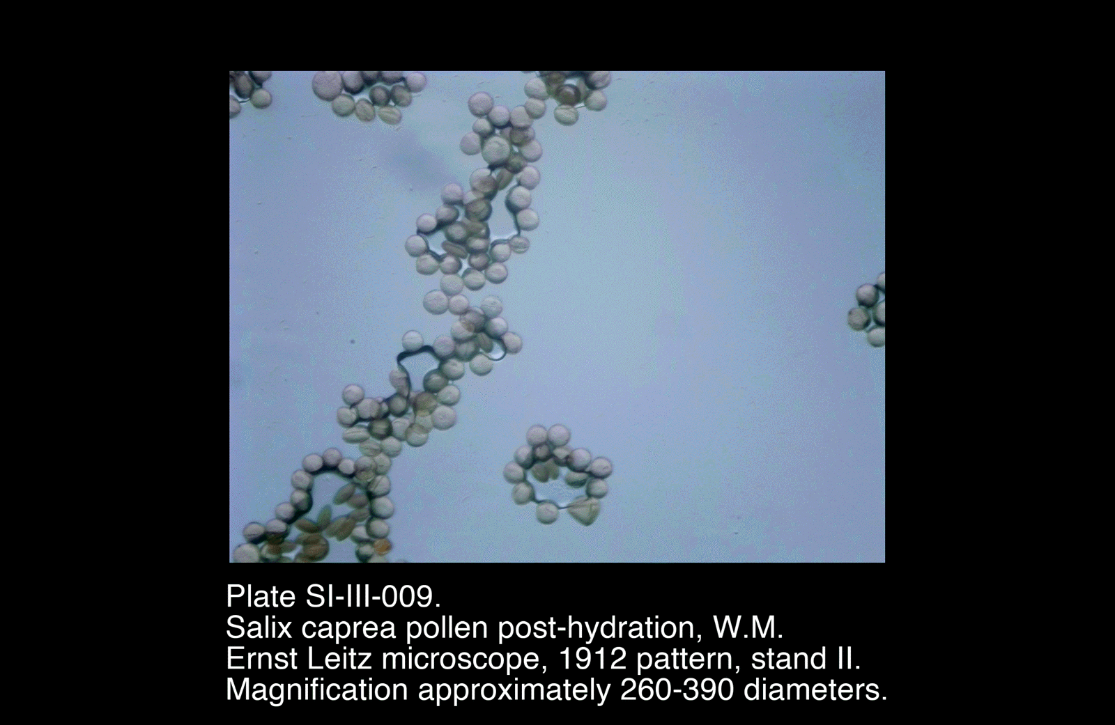SI-III-009.png – Salix caprea pollen, W.M.