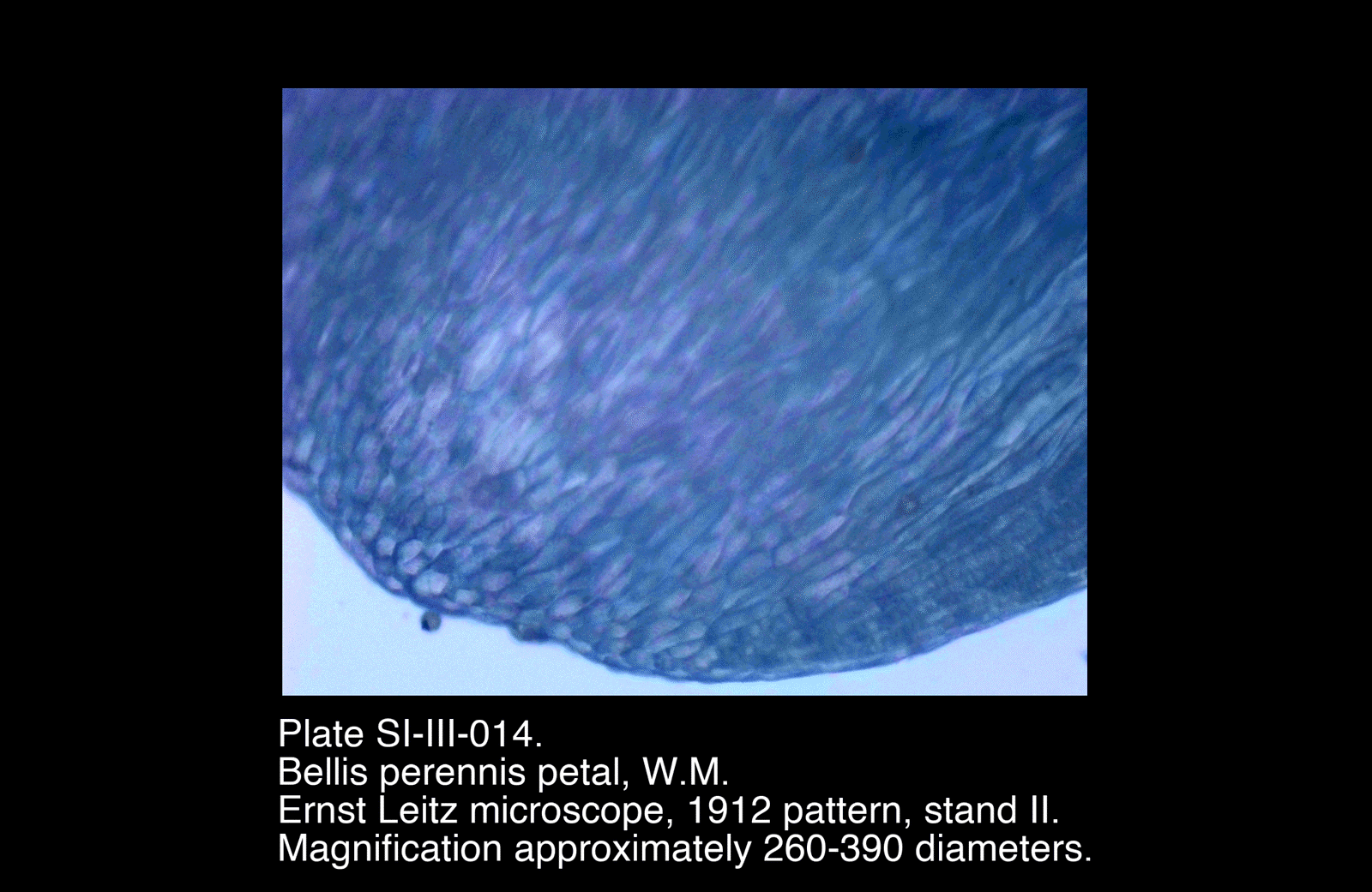 SI-III-014.png – Bellis perennis petal, W.M.