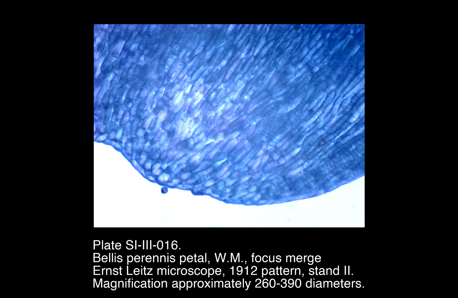SI-III-016.png – Bellis perennis petal, W.M.