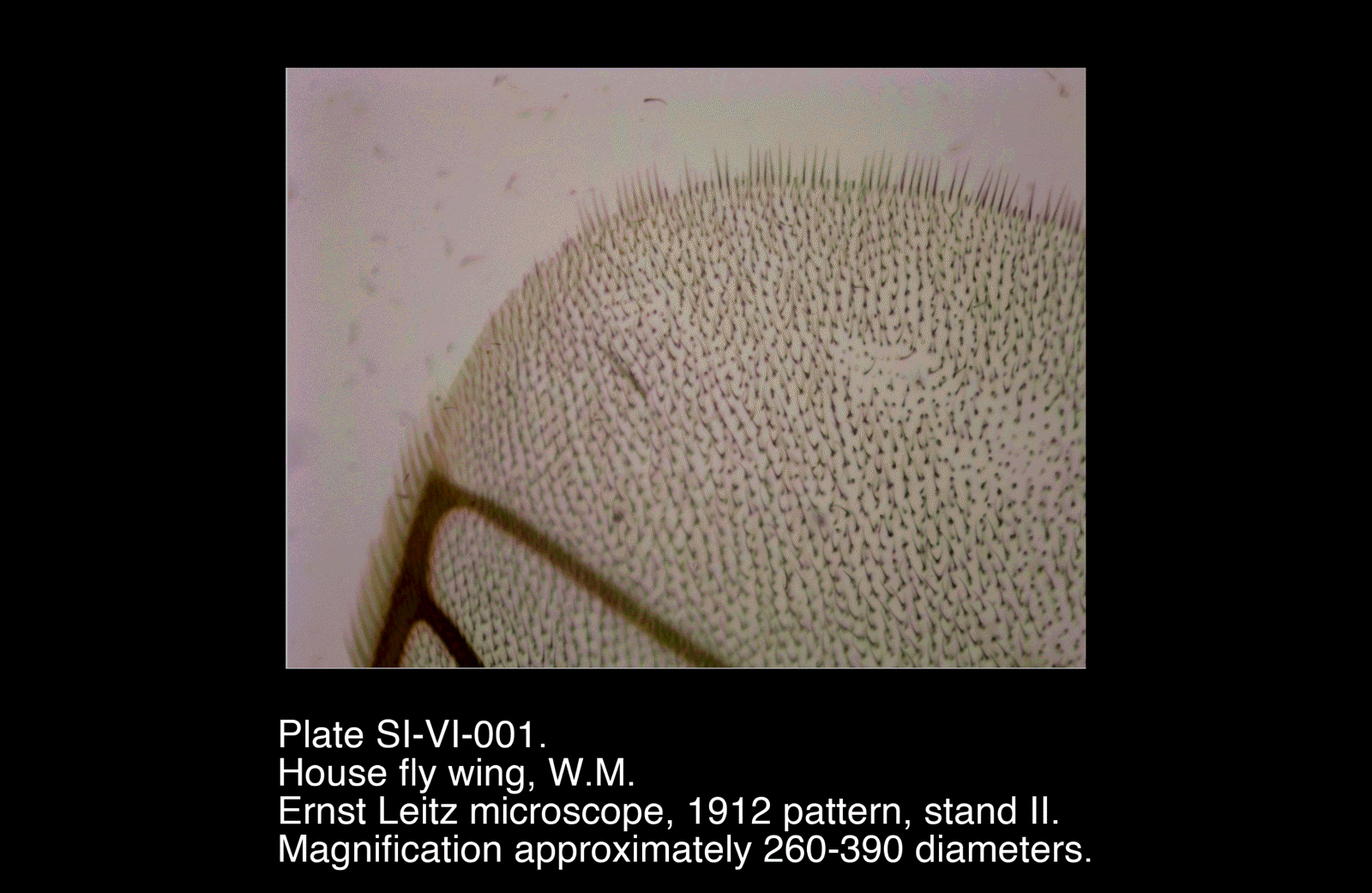 SI-VI-001.png – House fly wing, W.M.
