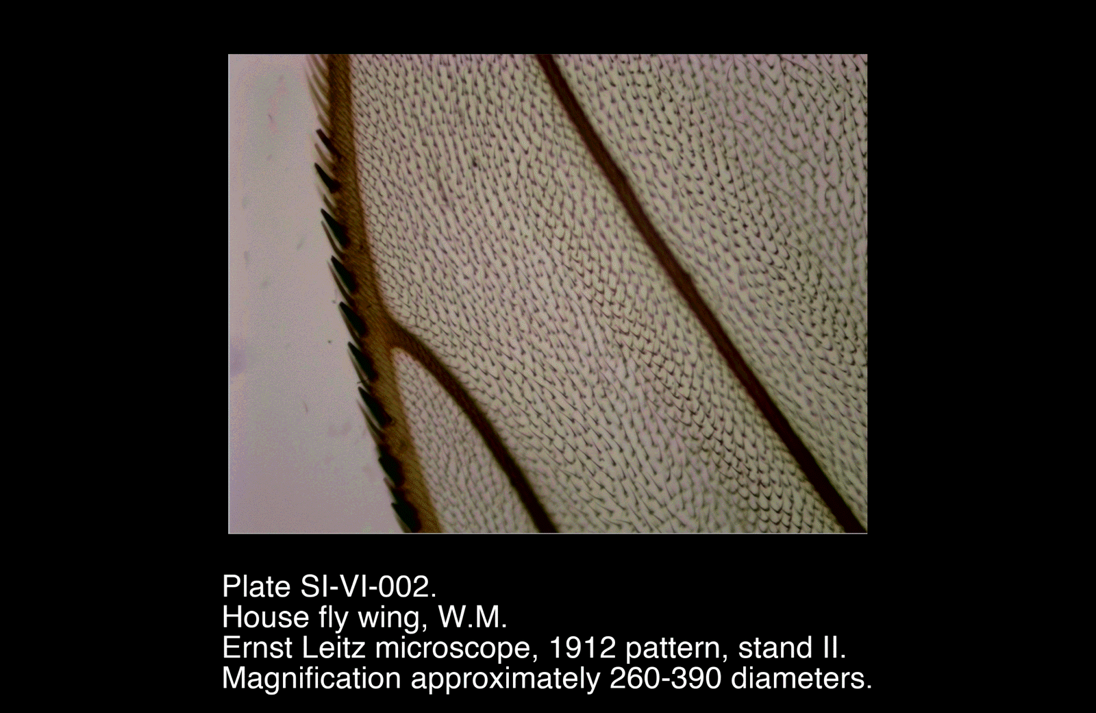 SI-VI-002.png – House fly wing, W.M.