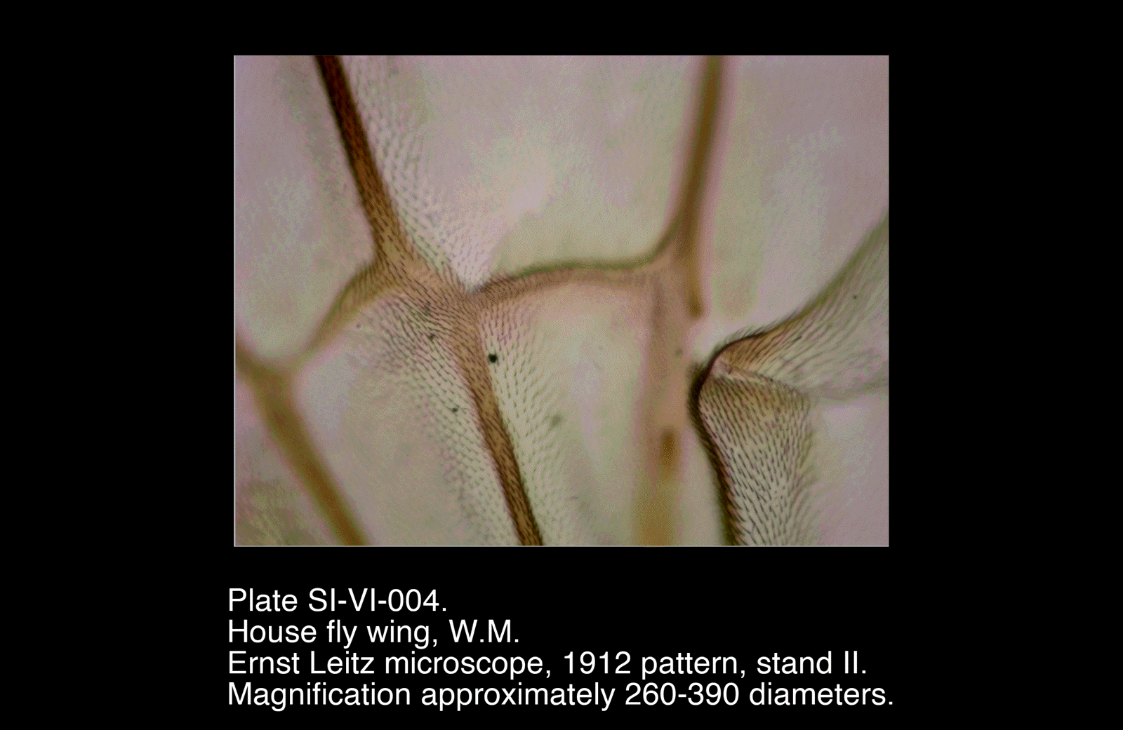 SI-VI-004.png – House fly wing, W.M.