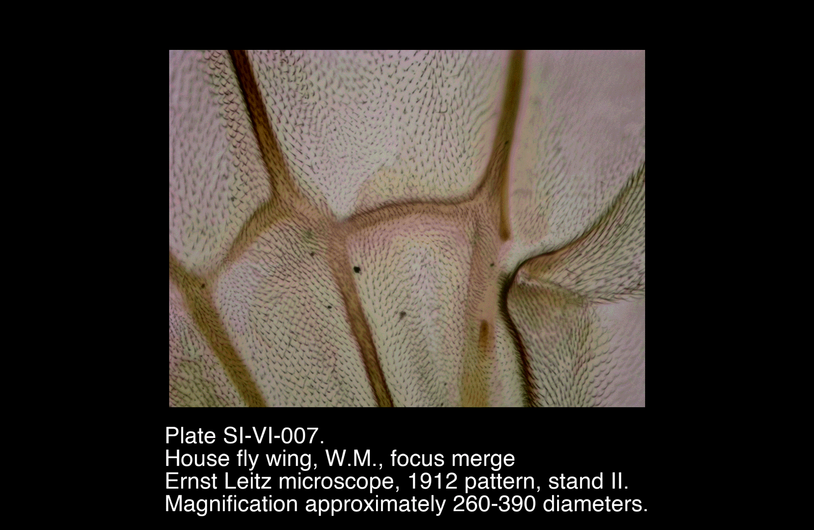 SI-VI-007.png – House fly wing, W.M., focus merge