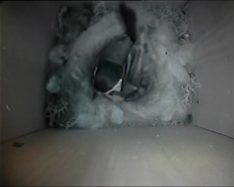 BB-V-25-002.mp4 – Going to sleep