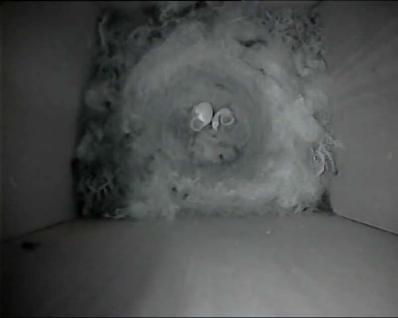 BB-V-25-003.mp4 – First sight of chicks