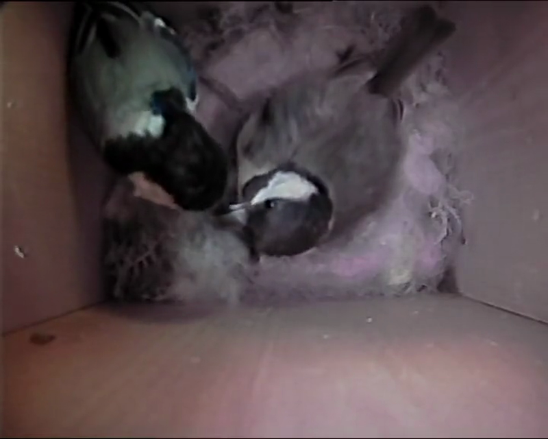 BB-V-25-004.mp4 – Adults feeding the chicks