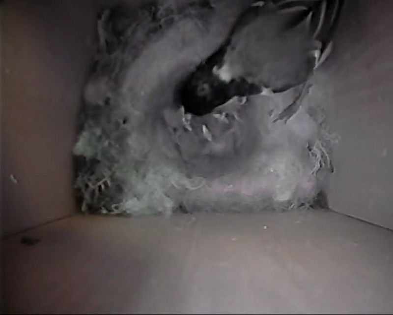 BB-V-25-005.mp4 – Adult arriving back to fed the chicks