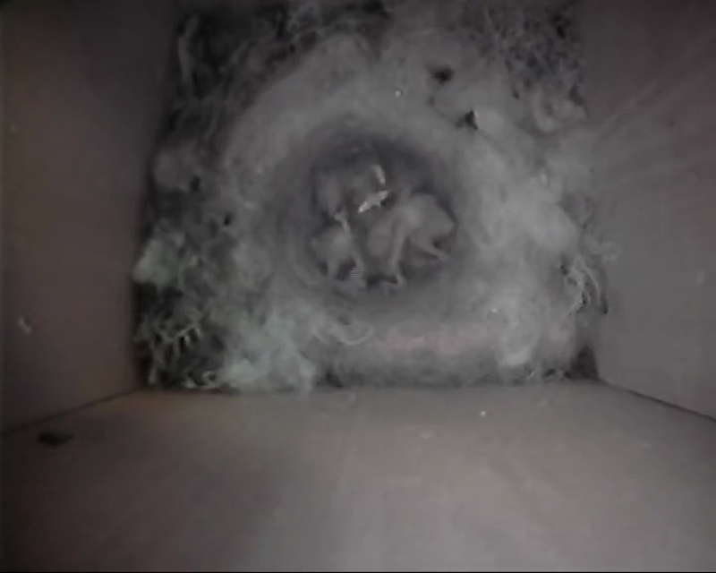BB-V-25-006.mp4 – Young chicks in the nest