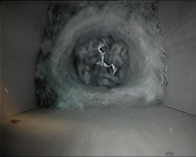 BB-V-25-008.mp4 – Chicks respond to returning adult