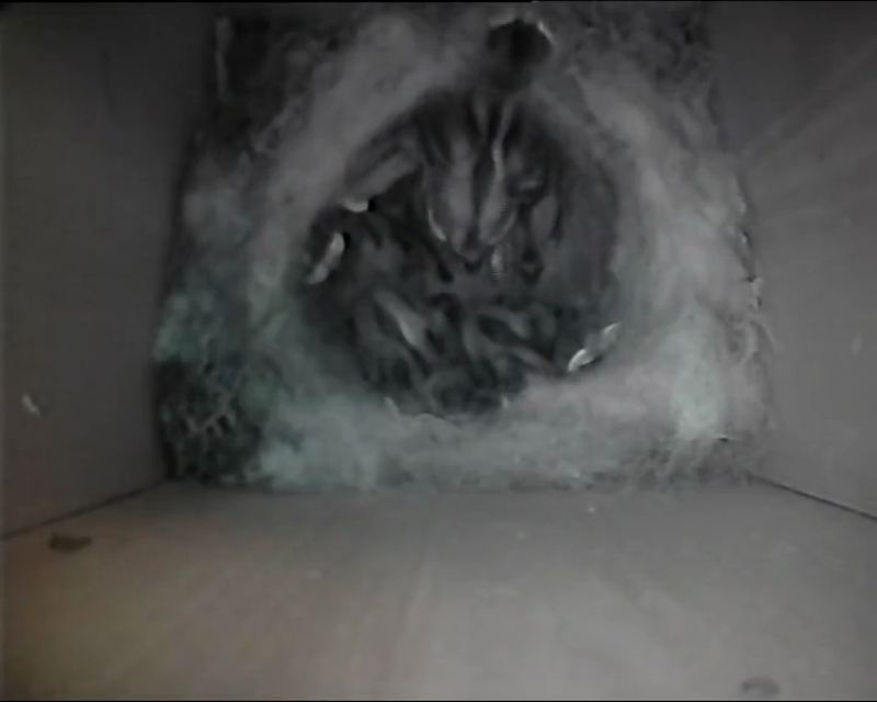 BB-V-25-010.mp4 – Markings somewhat visible