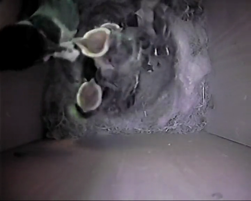 BB-V-25-012.mp4 – Chicks now look like young birds ; being fed