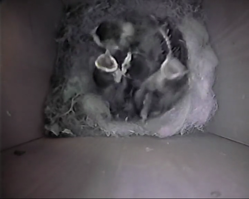 BB-V-25-013.mp4 – Chicks becoming more active in the nest