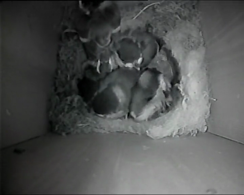 BB-V-25-014.mp4 – Actively preening