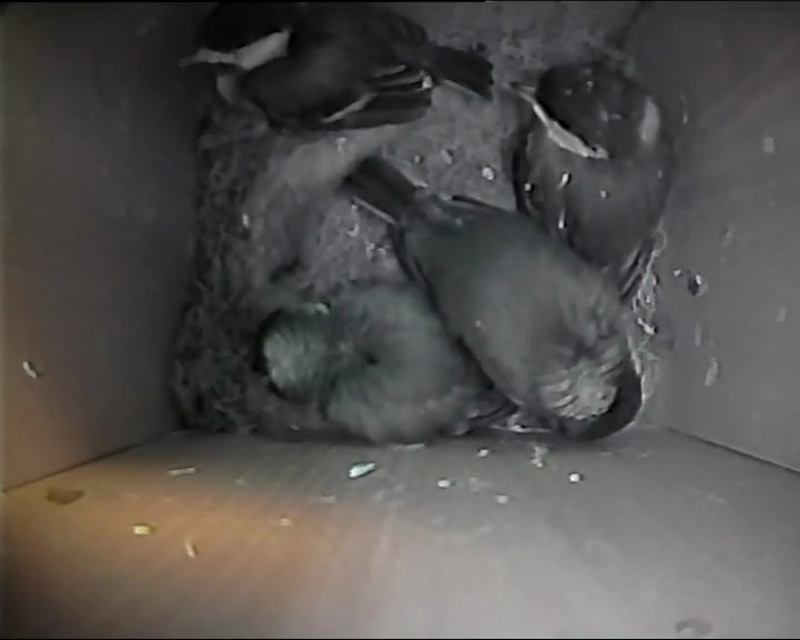 BB-V-25-015.mp4 – Getting crowded in the nest box