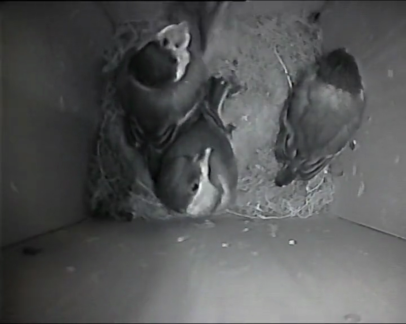 BB-V-25-016.mp4 – Preparing to fledge