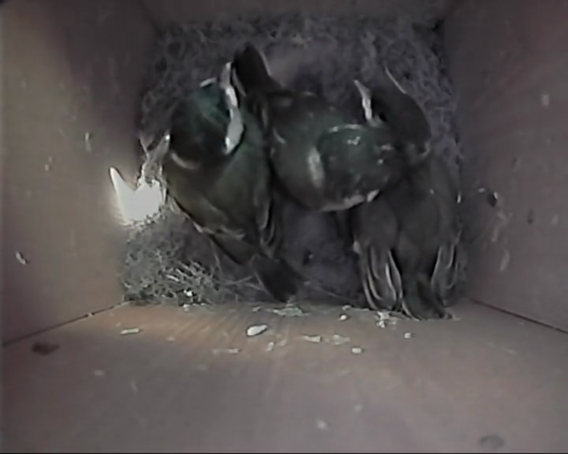 BB-V-25-017.mp4 – Then there were three!