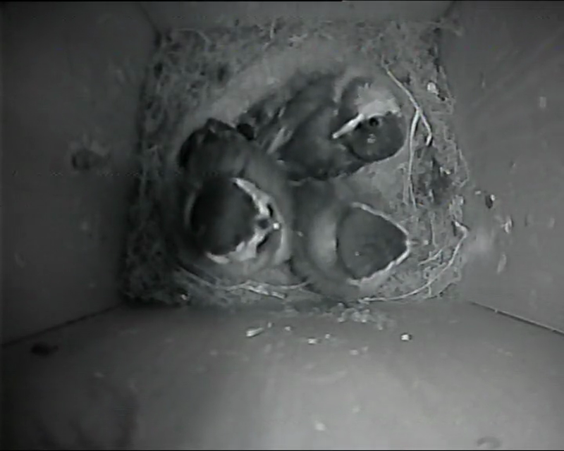 BB-V-25-018.mp4 – Fledging day – one last feed from an adult